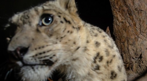 Close up of a wild snow leopard as they trigger a DSLR camera trap high up in mountains of Ladakh in the Indian Himalayas.