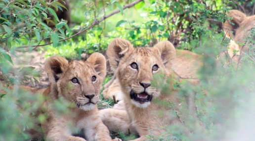 2 lion cubs sat next to one another
