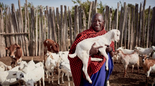 Portrait of a Maasai pastoralist holding up a goat, pictured in front of his livestock.