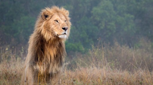 a male African lion sits alone among tall grass as he gazes into the distance