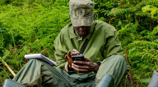 Ranger using a gorilla tracker by means of electronic device
