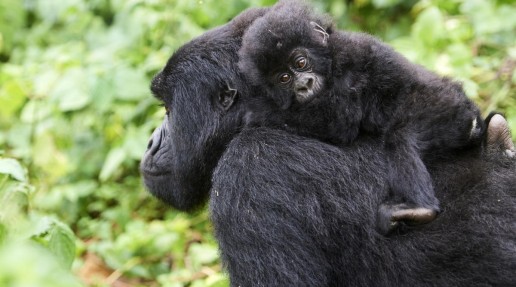 Female mountain gorilla carrying baby on back