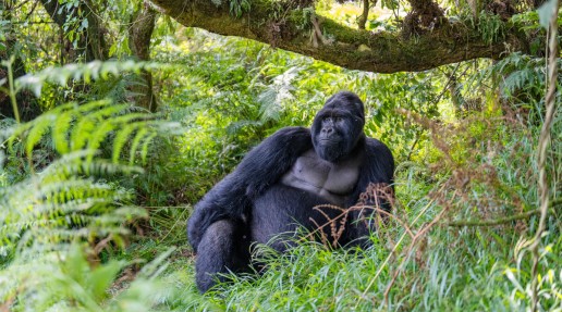 Mountain gorilla resting under a tree in a dense green forest