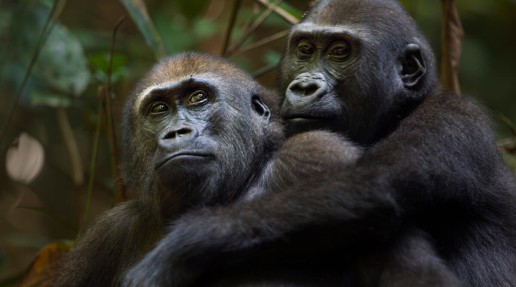 Two juveniles males gorilla playing in a forest