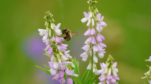 a bee landing on a goat's rue flower