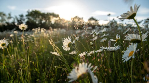 Ox eye daisies swaying in the wind in a wildflower meadow as the sun sets in the background