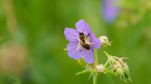 Honeybee on a small lilac flower
