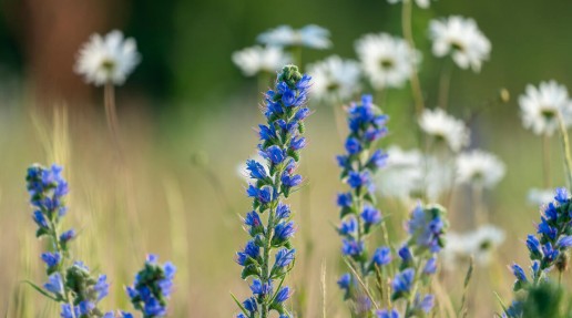 A wildflower meadow, showcasing a variety of wildflowers 