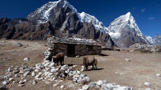 Farmed livestock in Himalayas