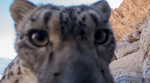 snow leopard close to trap camera