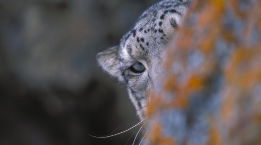 Snow leopard looking at the camera hiding