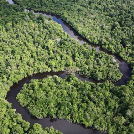 Aerial shot of the Amazon with a winding river