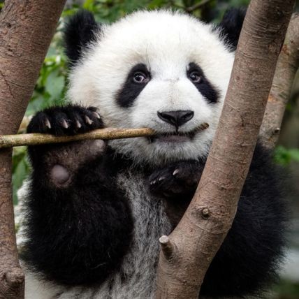 Giant panda eating bamboo