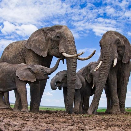 African elephants at a waterhole