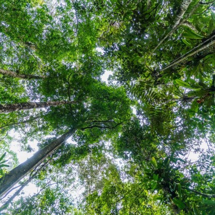 Amazon forest Colombia