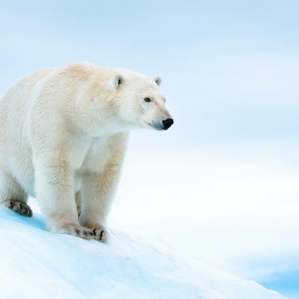 Polar bear on ice floe in Norway