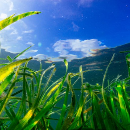 underwater shot of a seagrass meadow in shallow water