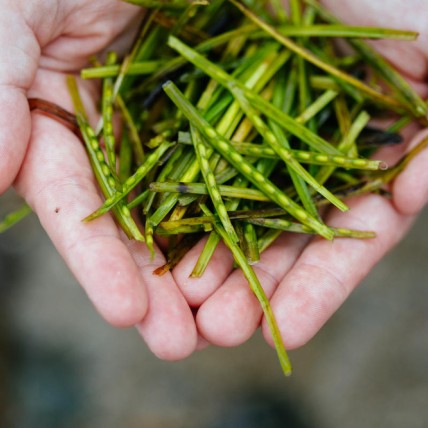 A volunteer holding some seagrass seeds