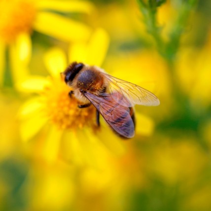 Close up of a bee feeding on a yellow flower