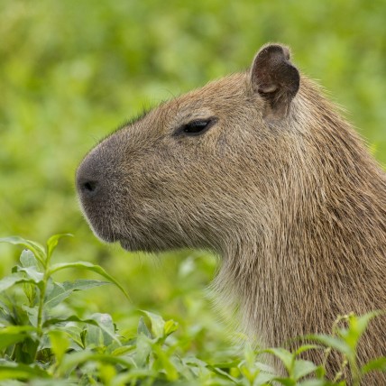 A close up, profile image of Capybara (Hydrochoerus hydrochaeris) in the llanos of Colombia, standing in the grass