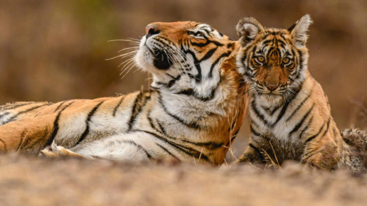 A tigress lying next to her cub, who gazes into the distance
