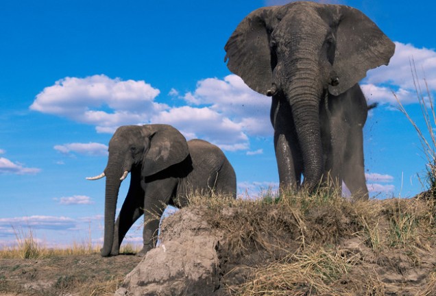 African elephant on bank of Chobe river