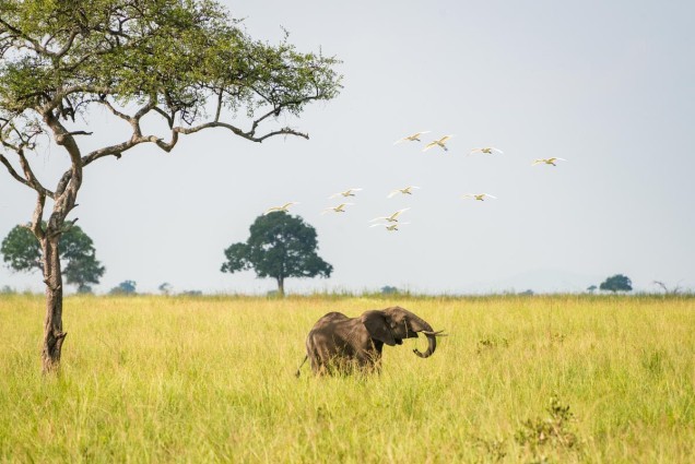 Elephant walking through grass with birds in the sky above