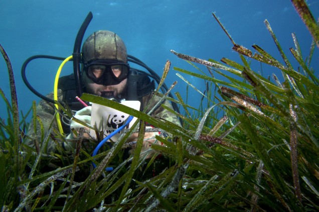 Diver inspecting Seagrass