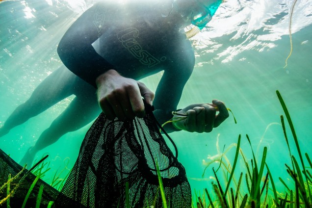 Volunteer divers from Project Seagrass gathering seeds from the seabed