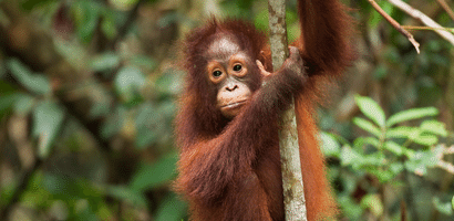 Bornean Orangutan clinging to a tree