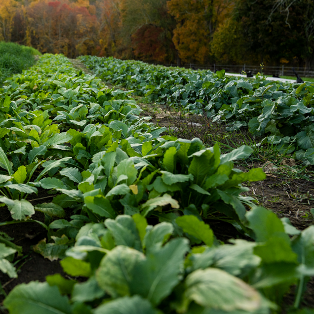 Green cabbages growing in a field