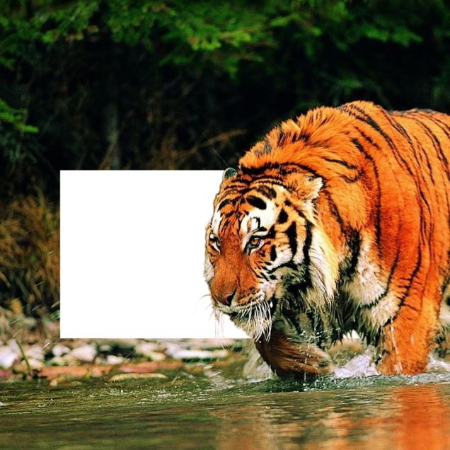 Side view of a tiger walking into a river 