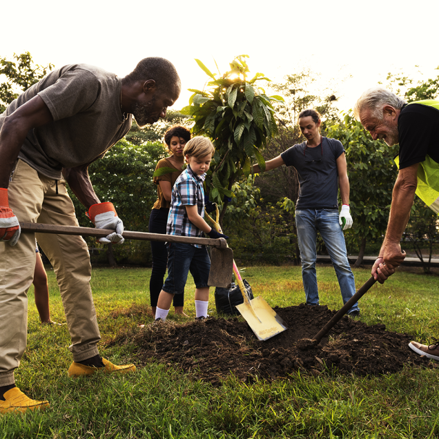 Group of people with shovels digging a hole to plant a tree