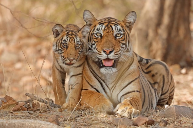 Bengal tiger laying down with cub