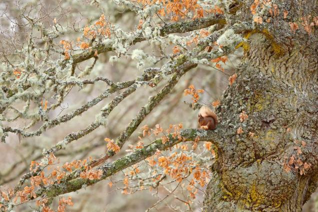  Red squirrel sitting on Oak tree