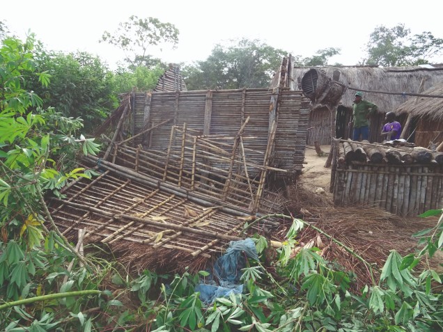 aftermath of elephant crop raid in local village