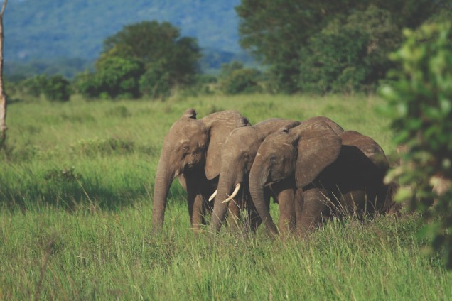 Elephants walking together in grassland