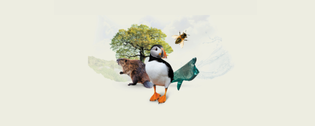 Illustration of a ancient oak tree, bee, beaver, puffin and basking shark
