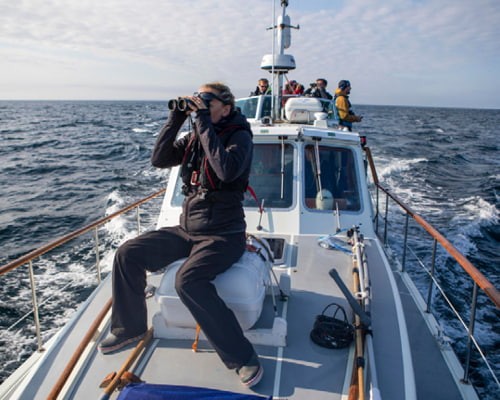 Dr Lucy Hawkes on a boat looking through binoculars to find basking sharks in the waters around the Isle of Mull