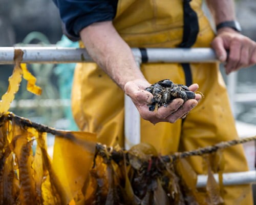 A close up of shellfish held out in the hand of a staff member at Câr-Y-Môr