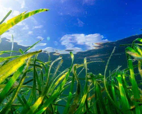 Seagrass bed in Porthdinllaen, north west coast of Wales