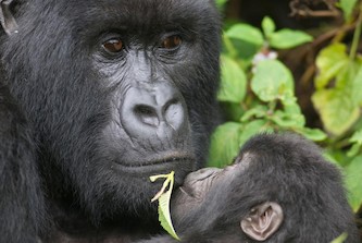 Close up of Silverback Gorilla holding an infant looking up at them