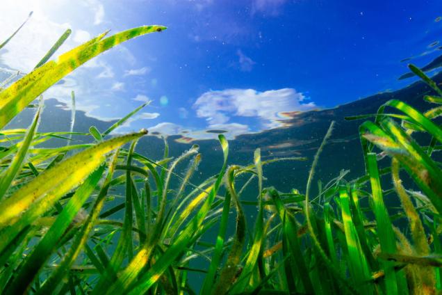 Seagrass bed in clear, shallow water in Wales, UK