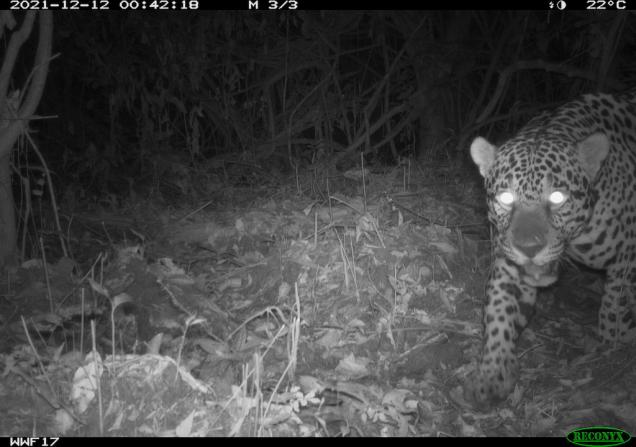 Image of a jaguar captured by a camera trap