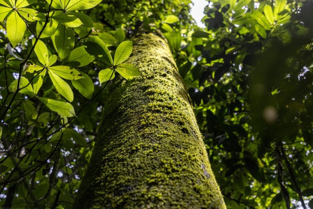 Looking up tree trunk towards Amazon canopy, near Cerro Azul. Guaviare, Colombia