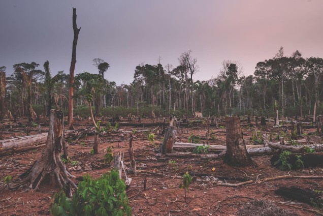 Deforestation surrounding the Uru-eu-wau-wau Indigenous lands in the Amazon