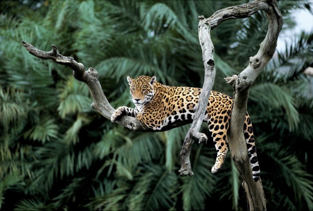 Jaguar lying down in tree, Pantanal, Brazil