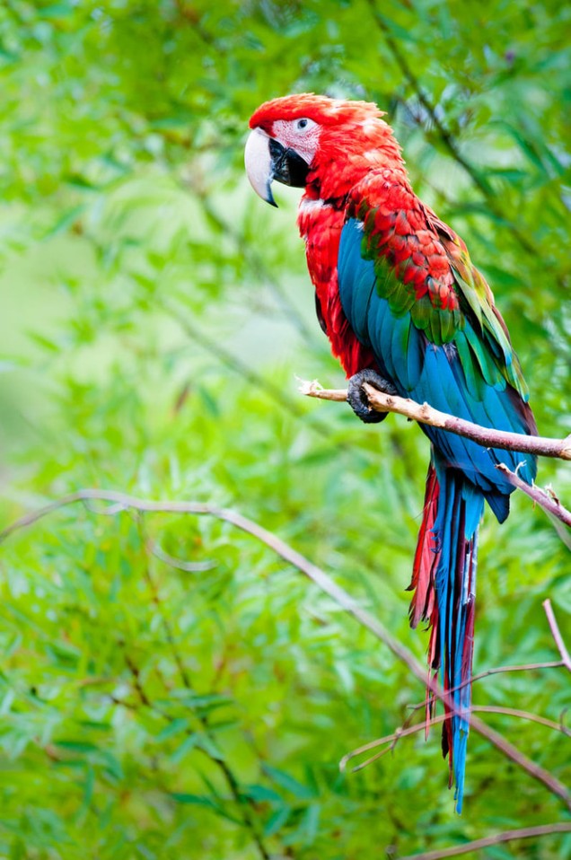 Green-winged macaw perching on a branch