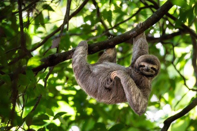 sloth hanging from tree with one arm, looking at the camera