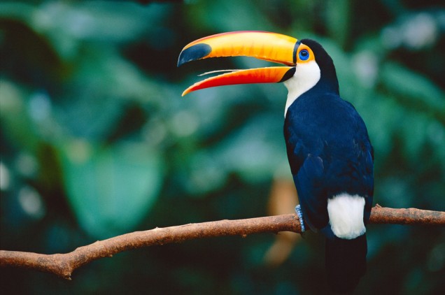 Side portrait of a toco toucan perching on a tree branch